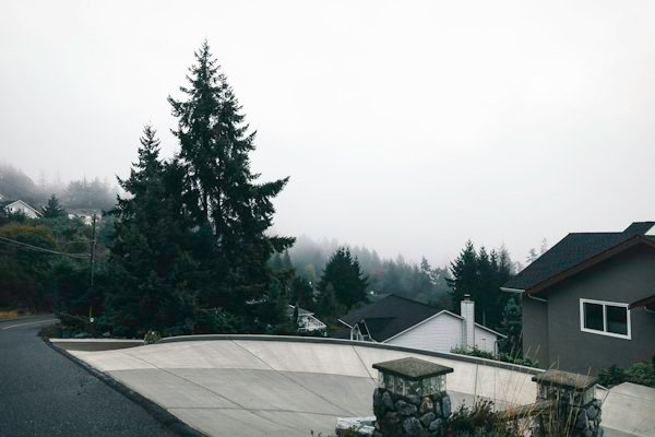 Foggy residential street with evergreen trees