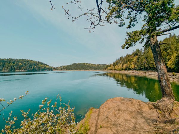 Lake surrounded by forest