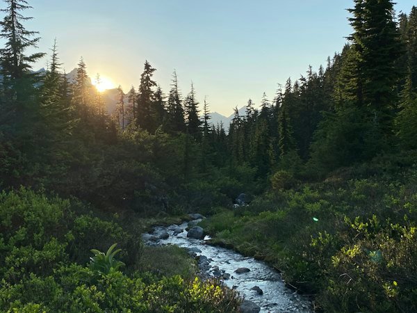 Creek running through green forest