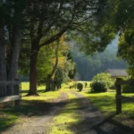 Gravel driveway leading to a house in the forest